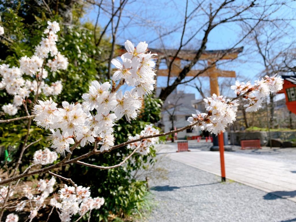 平野神社　桜　桃桜　種類